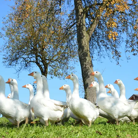 Schnatterhof * Lambrechten