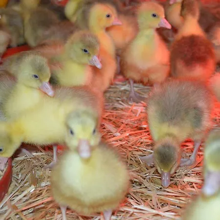 Schnatterhof Gospodarstwo agroturystyczne Lambrechten