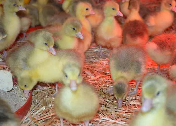 Schnatterhof Farm stay *